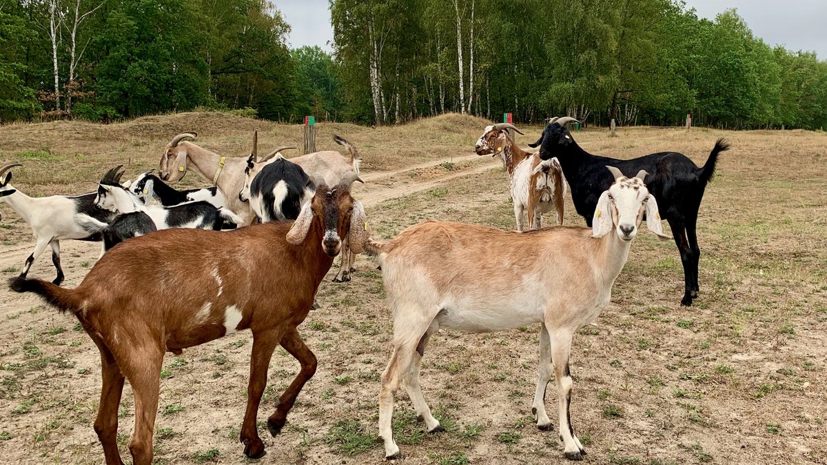 Ziegen in der Döberitzer Heide