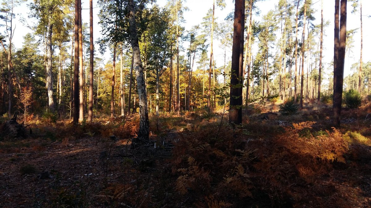 Wald in Brandenburg