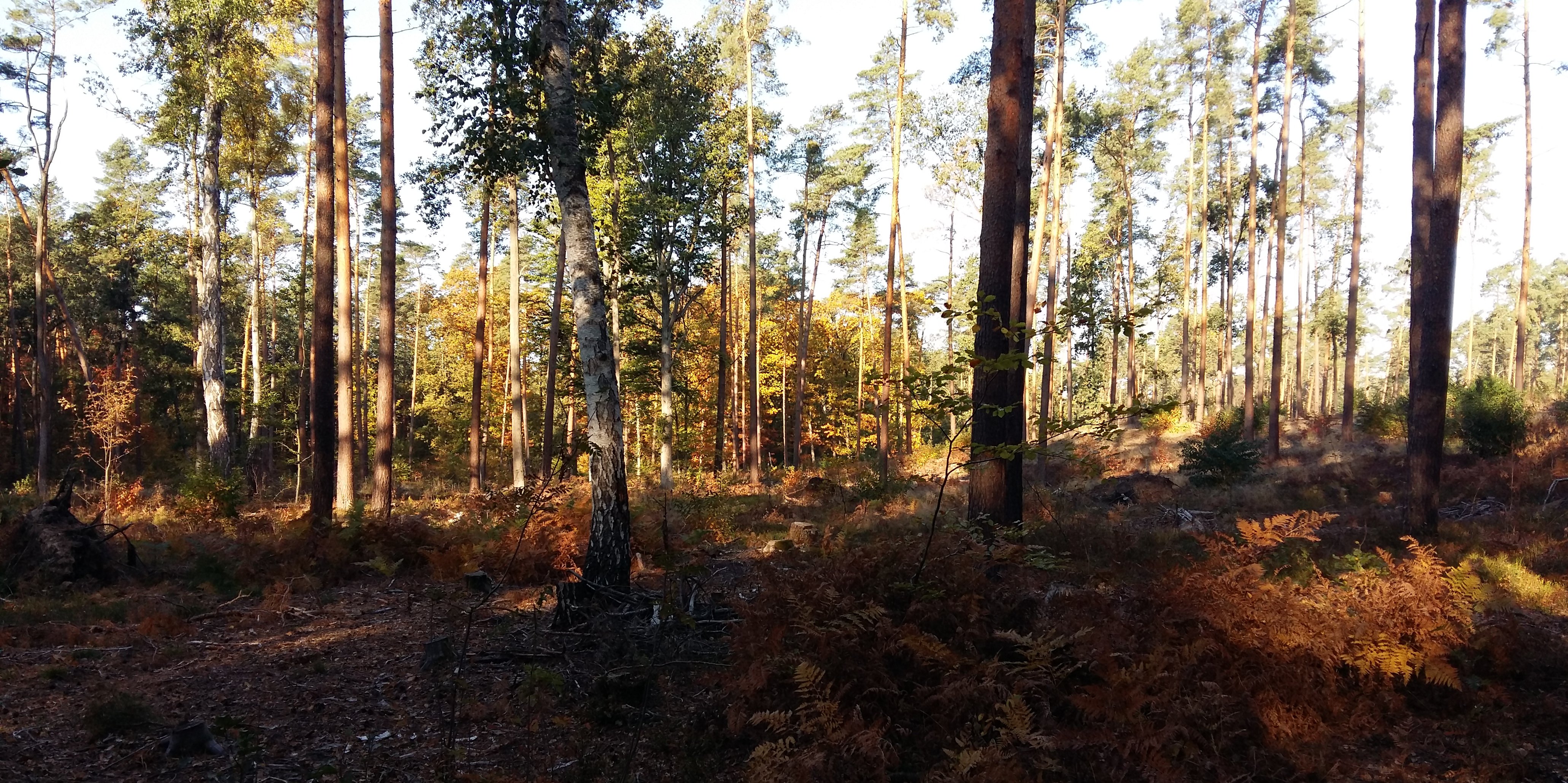 Wald in Brandenburg 